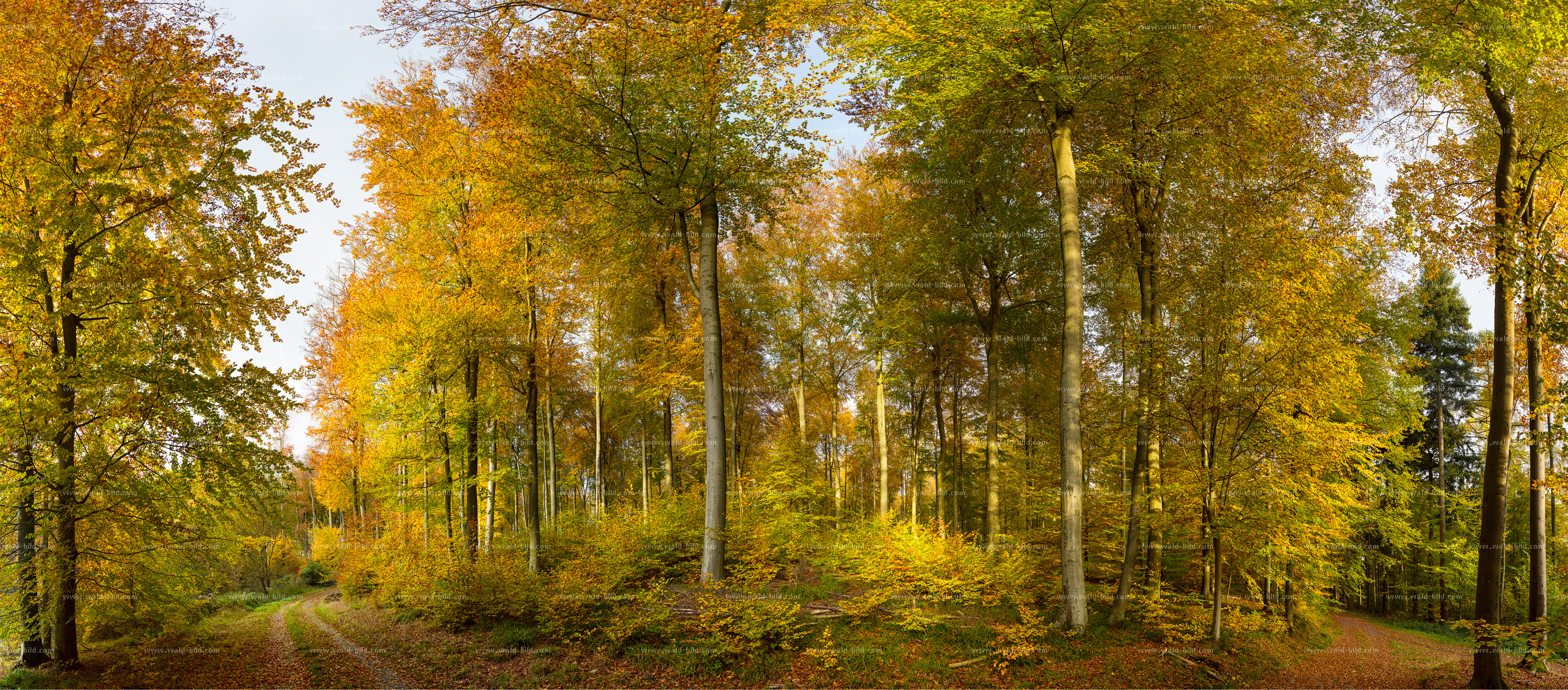Mega Panorama Herbst Wald