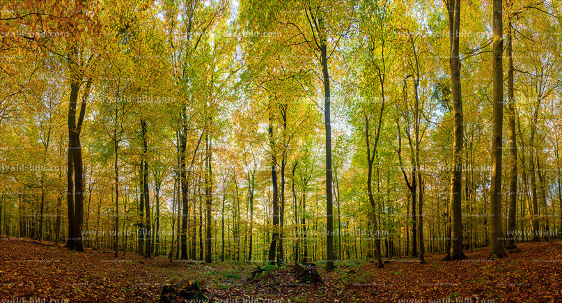 Herbst Wald sehr gross hochaufloesend