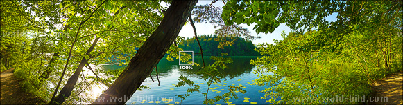 Panorama Waldsee Foto hochaufgeloest