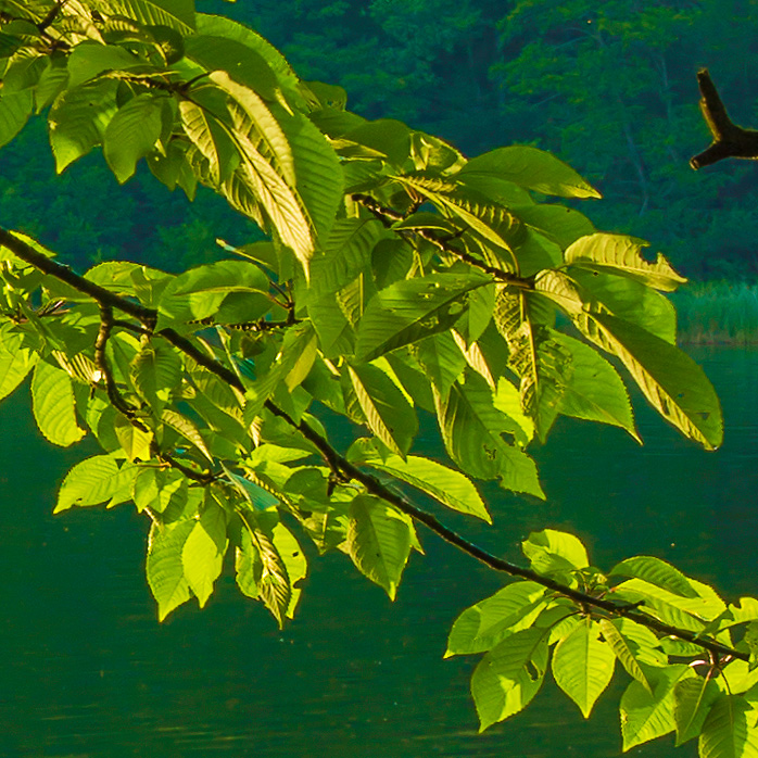 Detail-Ausschnitt aus dem oberen Bild