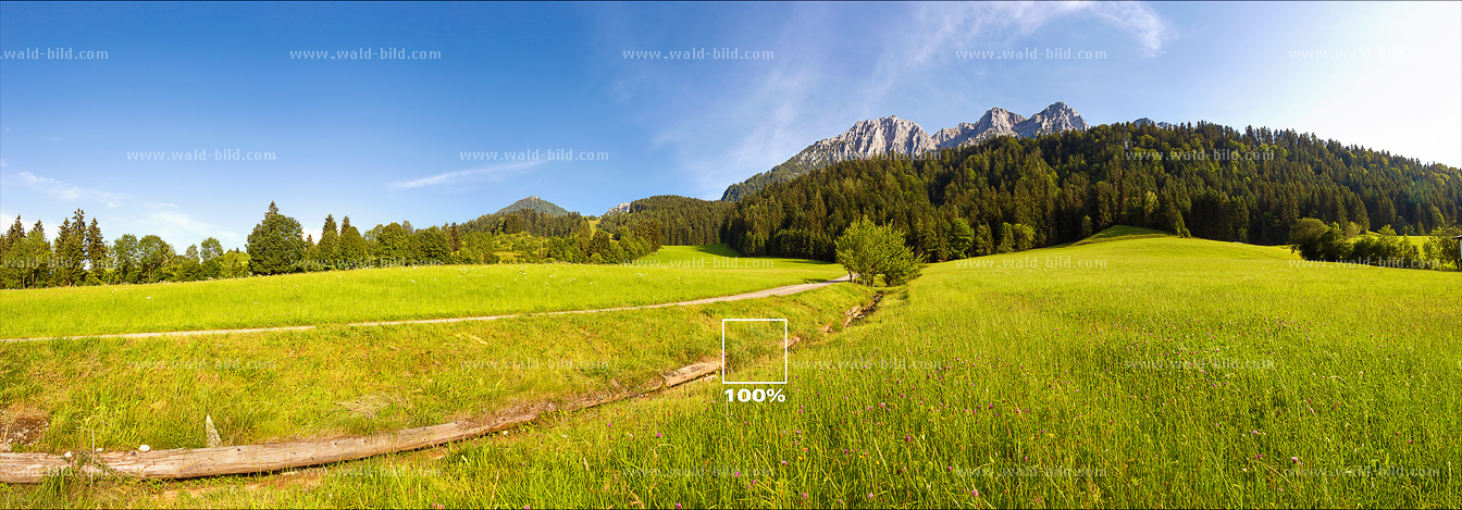 Foto Bergwald mit Bergwiese groß hochaufgeloest
