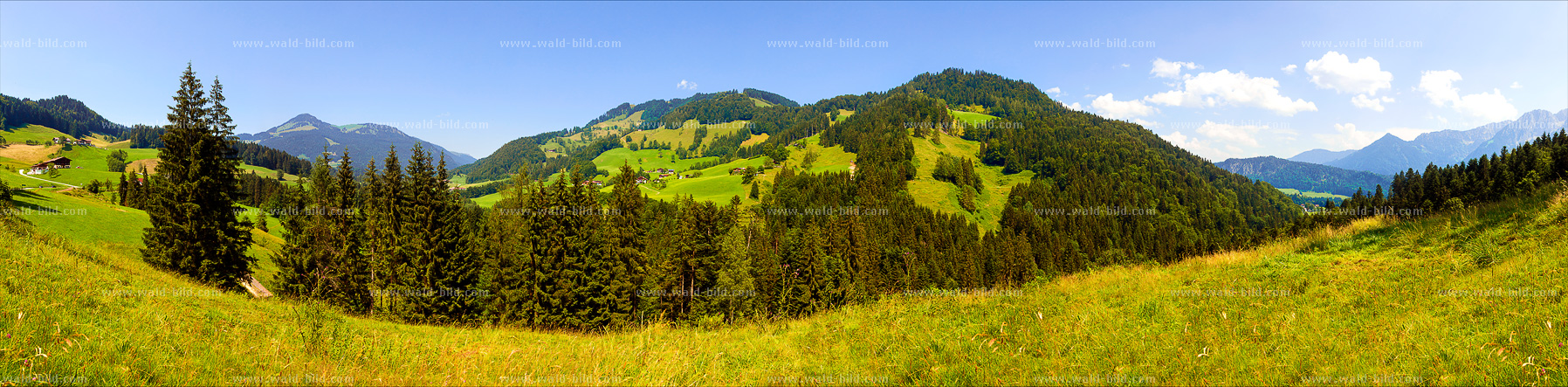 Panorama Bergwald gross hochaufgeloest