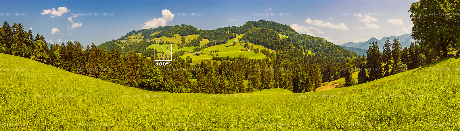 Panoramabild Bergwald hochaufgeloest groß