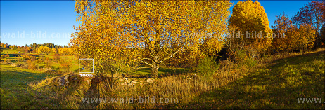 Alte Birke Herbst hochaufloesend gross