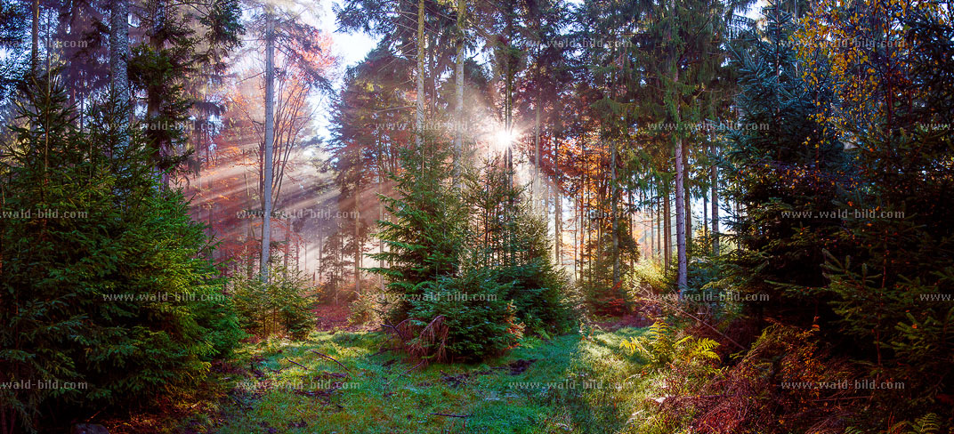 Hochauflösendes Foto: Sonnenuntergang über einer Wiese am Waldrand