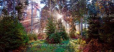 Herbst im Schwarzwald