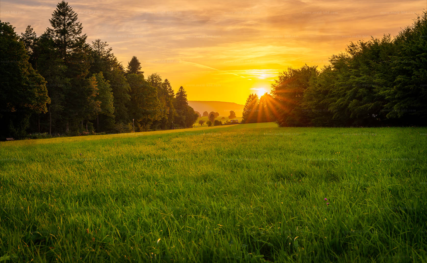 Sonnenuntergang über Waldwiese am Waldrand