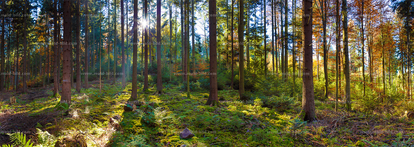 Panoramabild Schwarzwald im Herbst