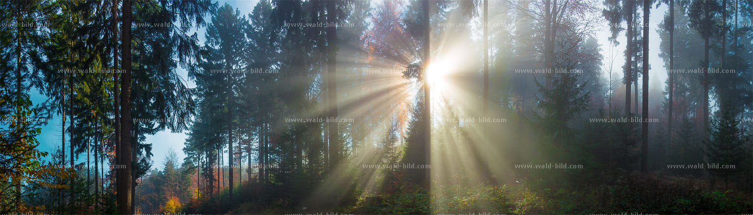 Foto eines mit Moos bewachsenen Baumes an einem Waldbach, groß und hochaufloesend