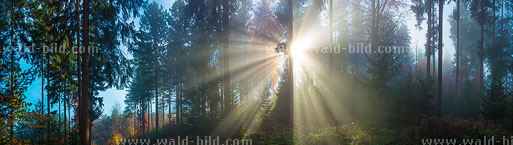 Nebel im Wald