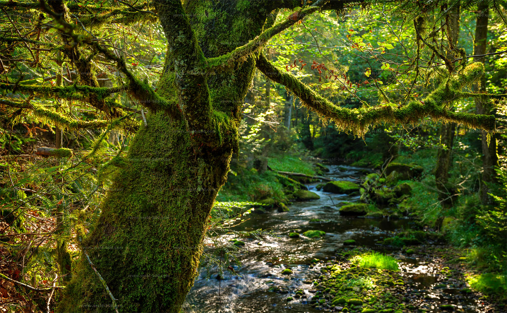 Mit Moos bewachsener Baum an einem Waldbach