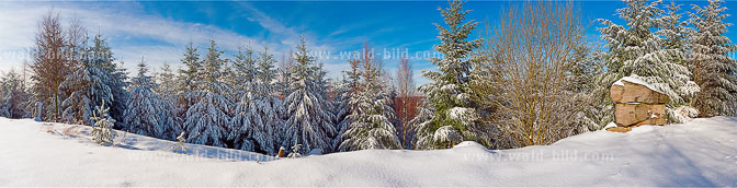 Foto Winter Wald gross