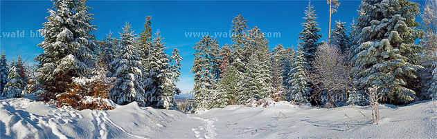Panorama Winterwald groß hochaufgeloest