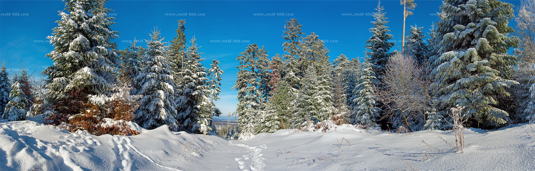 Panorama Winterwald groß hochaufgeloest