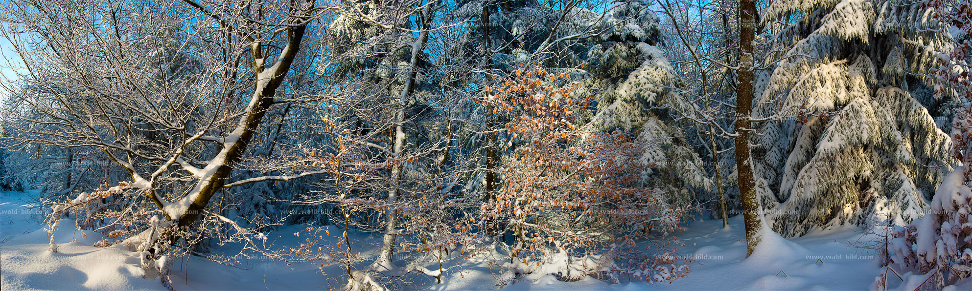 Schnee Wald Bäume gross