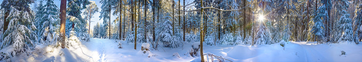 sehr großes Waldbild Winter