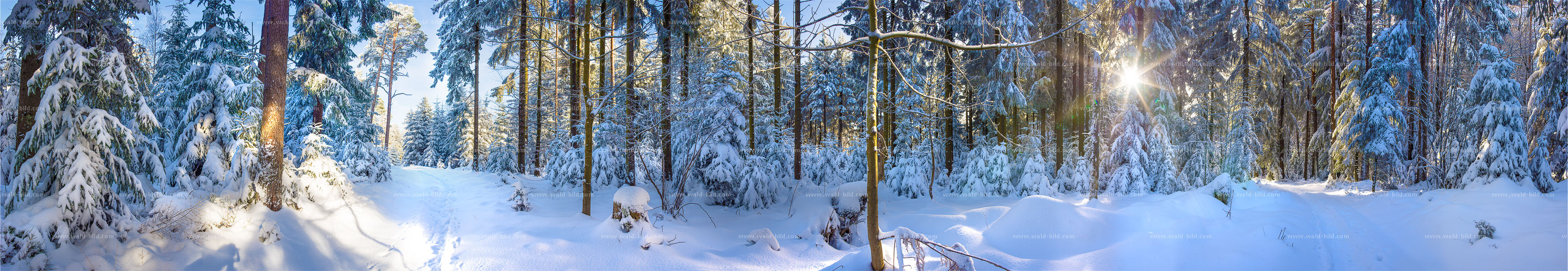 sehr großes Waldbild Winter