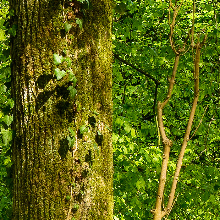 Detail-Ausschnitt aus dem oberen Bild