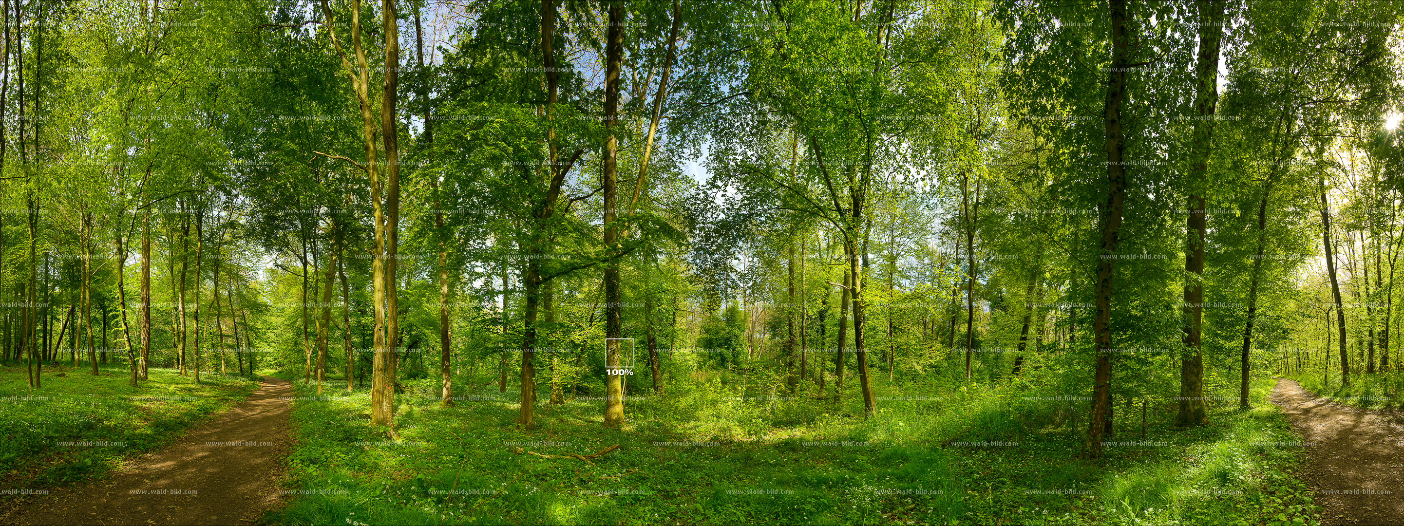 Laubwald mit Bärlauch gross hochaufloesend