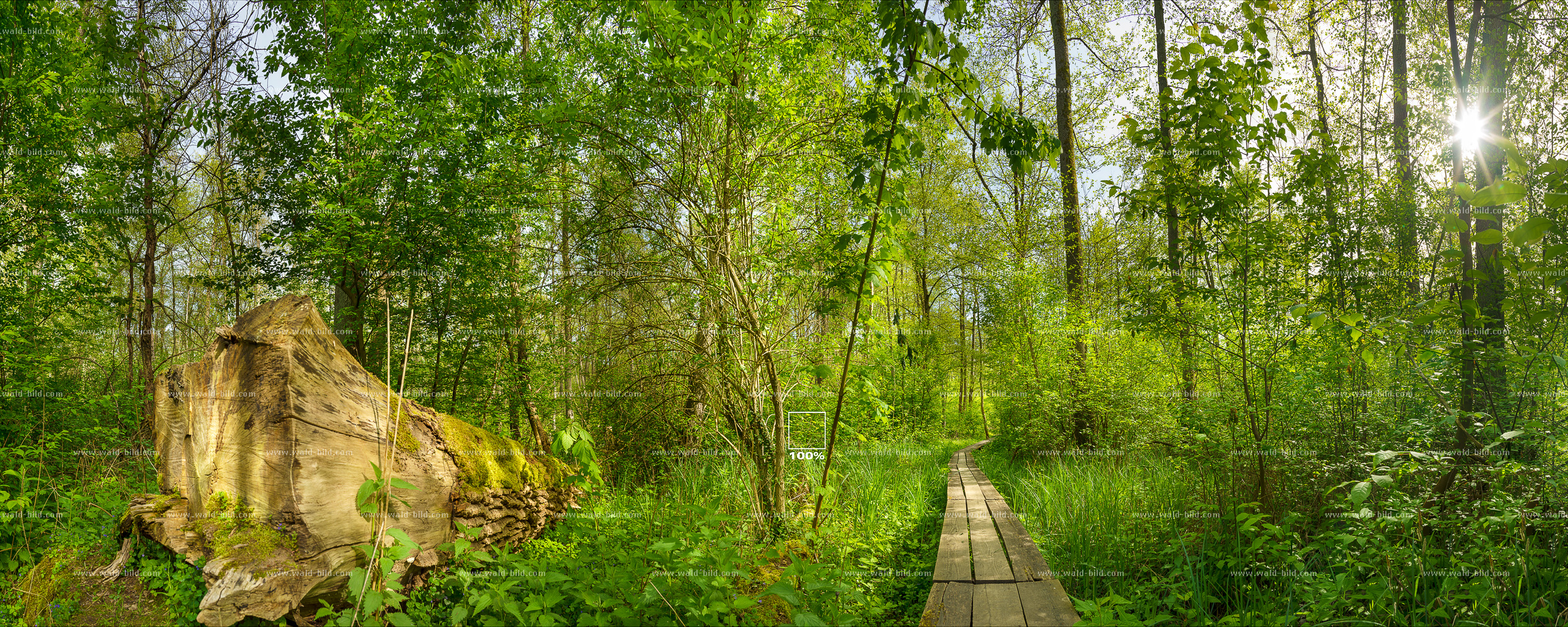 großes Waldbild Moor