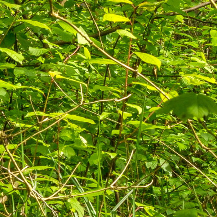 Detail-Ausschnitt aus dem oberen Bild