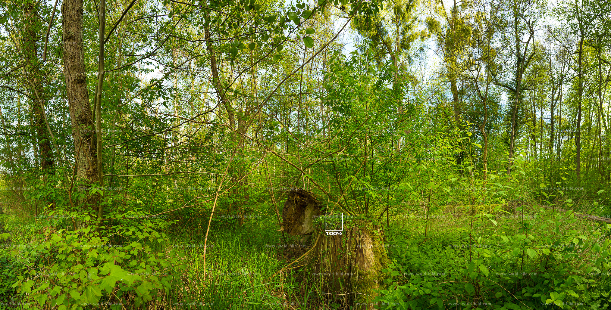 Panorama Moorwald groß hochaufgeloest