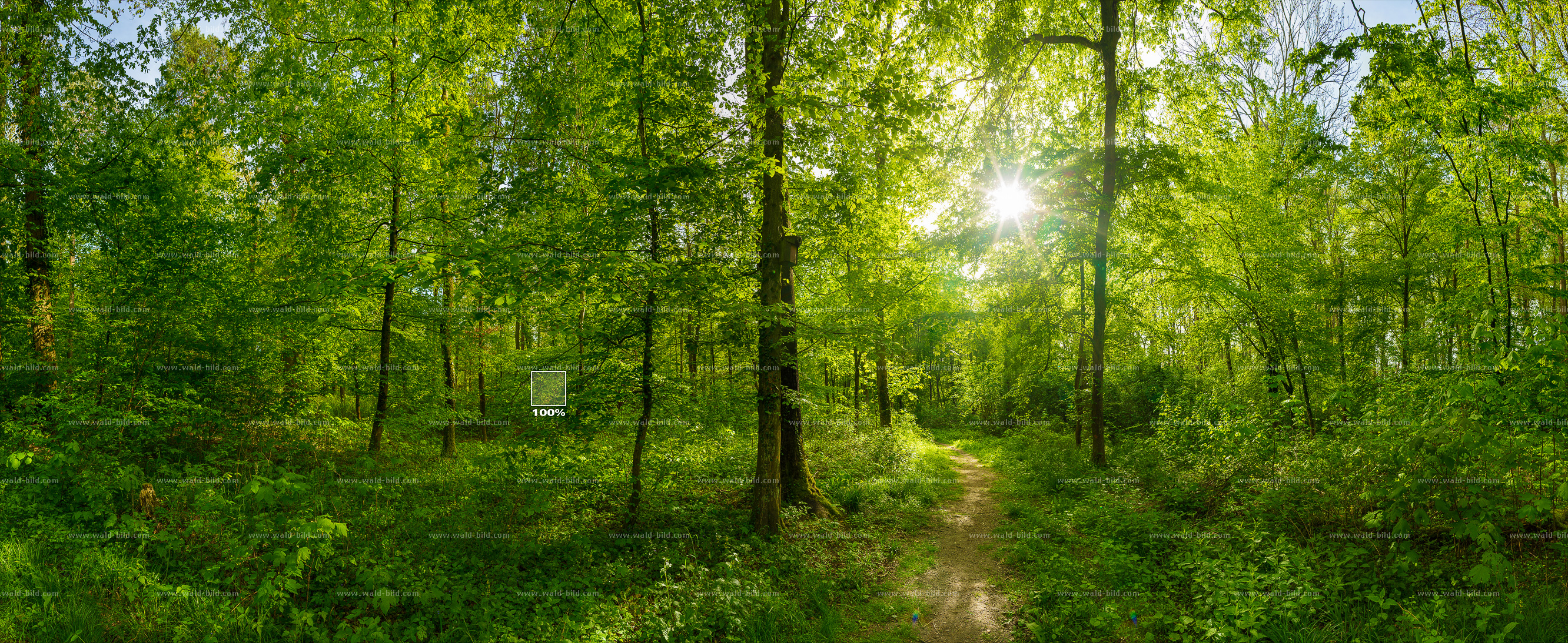 Laubwald Waldbild hochaufloesend gross