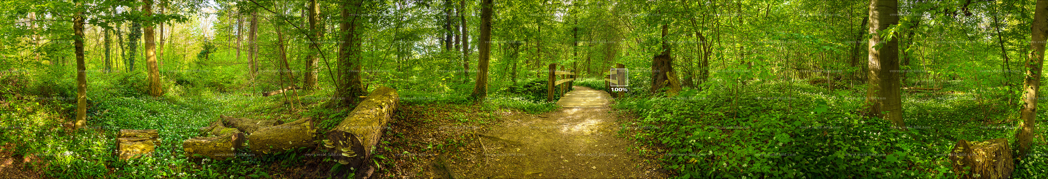 Waldpanorama sehr breit