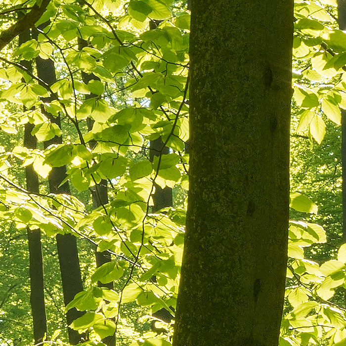 Detail-Ausschnitt aus dem oberen Bild