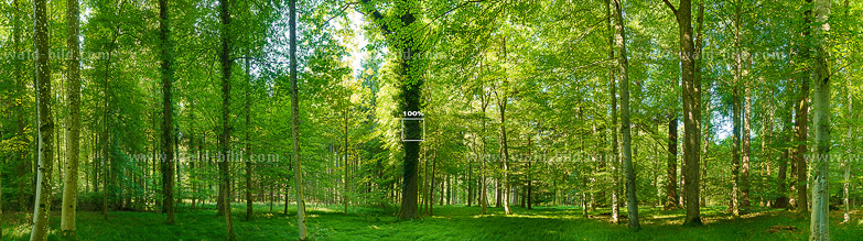 Mischwald hochaufloesend gross