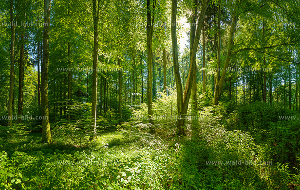 Großes Waldbild Mischwald am Chiemsee