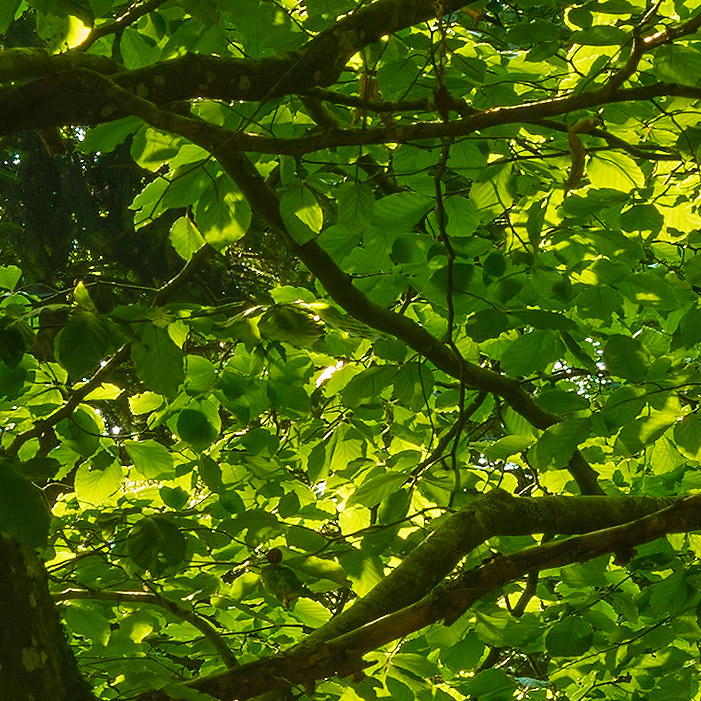 Detail-Ausschnitt aus dem oberen Bild