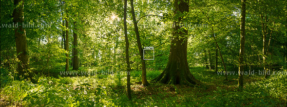 Panormabild Laubwald mit Waldboden