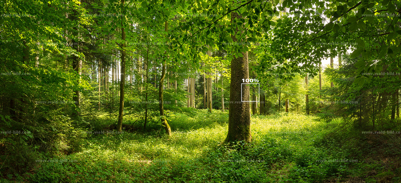 Foto Mischwald im Sommer