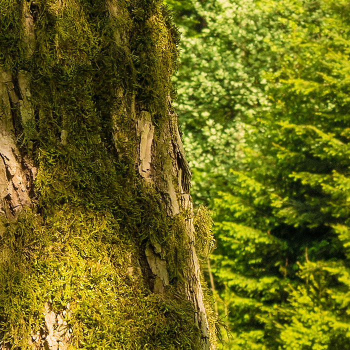 Detail-Ausschnitt aus dem oberen Bild