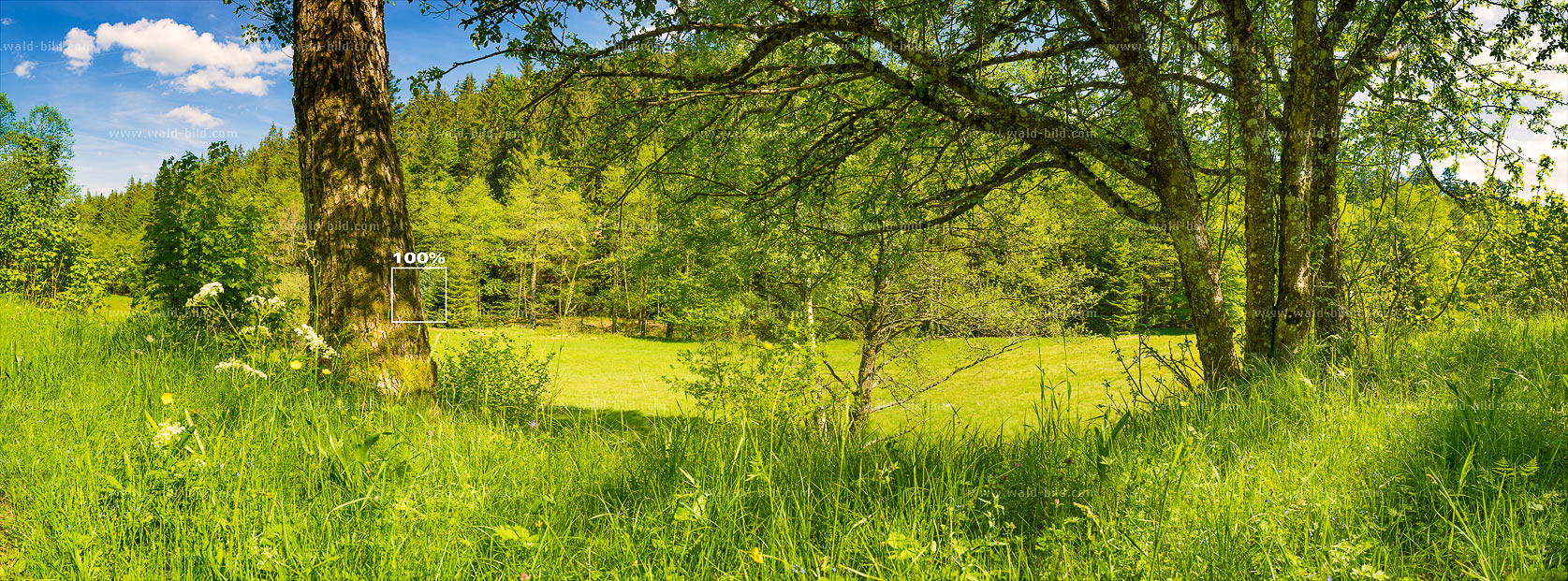 Foto Tal im Schwarzwald hochaufgeloest