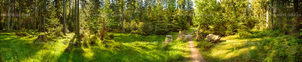 Foto Wald-Lichtung im Nordschwarzwald