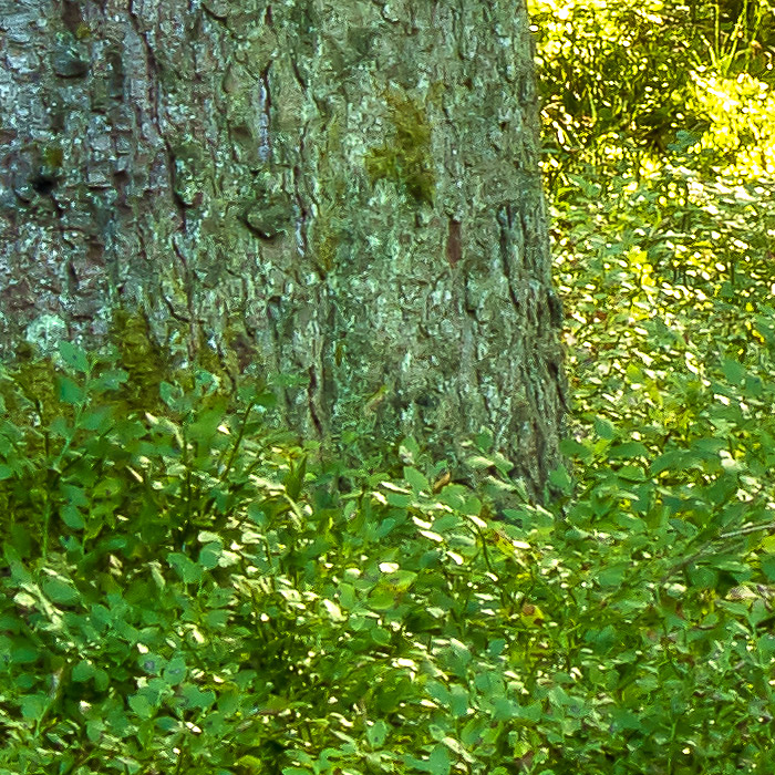 Detail-Ausschnitt aus dem oberen Bild