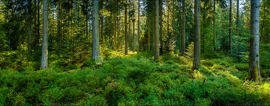 Waldbild Fichtenwald Tannenwald Moos Heidelbeeren
