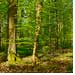 Foto Wald hochaufgelöst