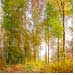 Bild Herbstwald sehr groß