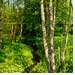 Mischwald und Bach gross hochaufloesend
