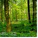 Auwald Wald Bärlauch gross hochaufloesend