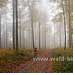 Buchenwald Herbst Nebel hochaufgeloest