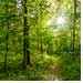 Laubwald Waldbild hochaufloesend gross