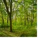 Foto Bergwald mit Bergwiese groß hochaufgeloest