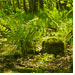 Walbdbild Moor Sumpf
